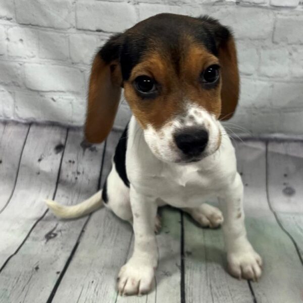 Beagle-DOG-Female-Tricolor-133-Petland Woodlands, TX
