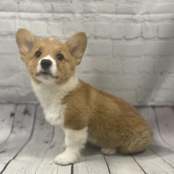 Pembroke Welsh Corgi-DOG-Female-Red & White-130-Petland Woodlands, TX