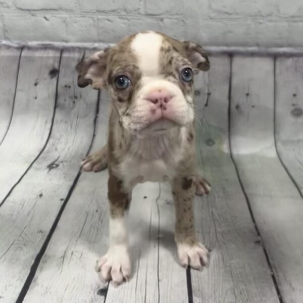 Boston Terrier-DOG-Female-Red Merle-126-Petland Woodlands, TX