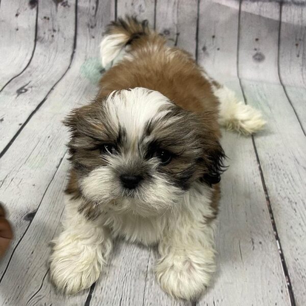 Shih Tzu-DOG-Male-Sable & White-134-Petland Woodlands, TX