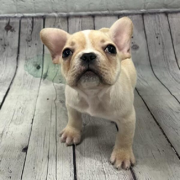 French Bulldog-DOG-Female-Cream-125-Petland Woodlands, TX