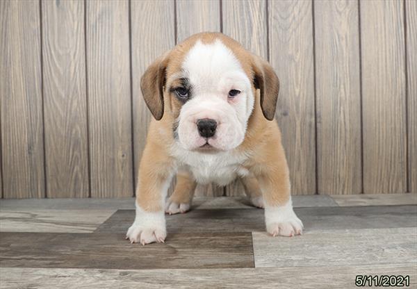 Bulldog/Bulldog-Beagle-DOG-Male-Red / White-1251-Petland Woodlands, TX