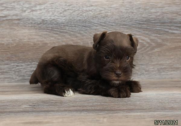 Mini Schnauzer-DOG-Male-Chocolate-1252-Petland Woodlands, TX