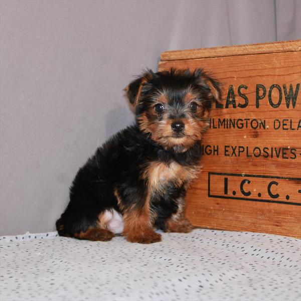 Yorkshire Terrier-DOG-Female-Black / Tan-1253-Petland Woodlands, TX