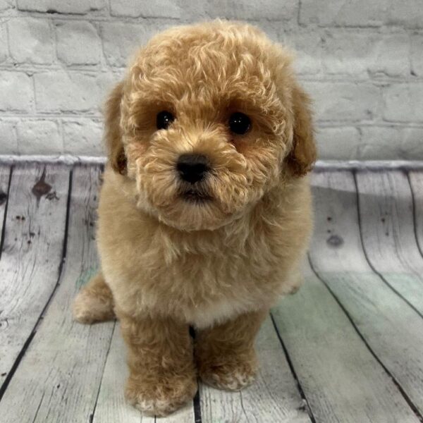 Bichon-Poodle-DOG-Male-Red-142-Petland Woodlands, TX