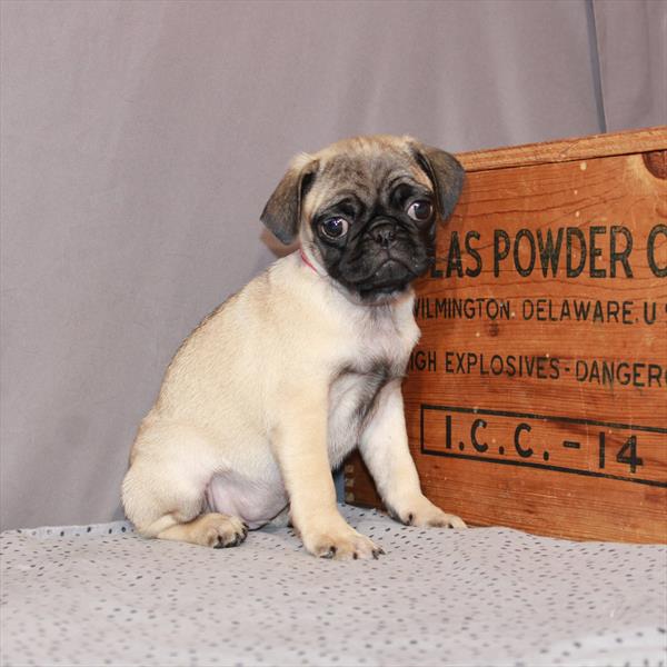 Pug-DOG-Female-Fawn-1254-Petland Woodlands, TX