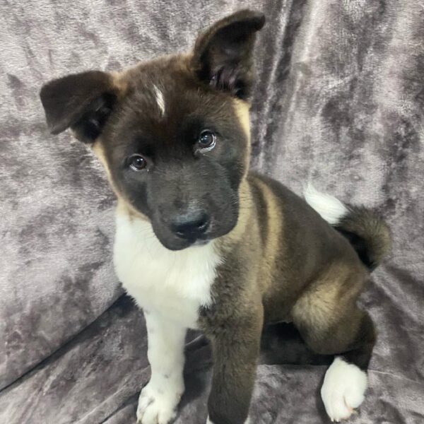 Akita-DOG-Female-Black-1172-Petland Woodlands, TX