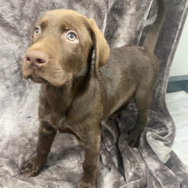 Labrador Retriever-DOG-Male-Chocolate-1207-Petland Woodlands, TX