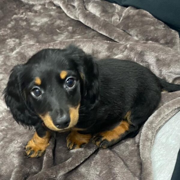 Dachshund-DOG-Male-Black/Tan-1211-Petland Woodlands, TX
