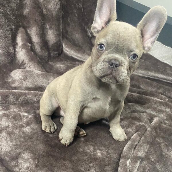 French Bulldog-DOG-Male-Blue Brindle-1205-Petland Woodlands, TX