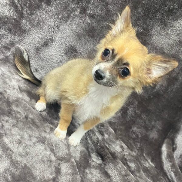 Chihuahua-DOG-Female-Blue Sable-1114-Petland Woodlands, TX