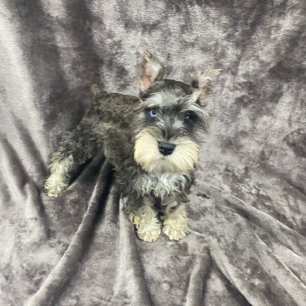 Mini Schnauzer-DOG-Female-Salt / Pepper-1113-Petland Woodlands, TX