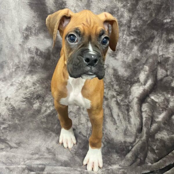 Boxer-DOG-Male-Fawn-1167-Petland Woodlands, TX