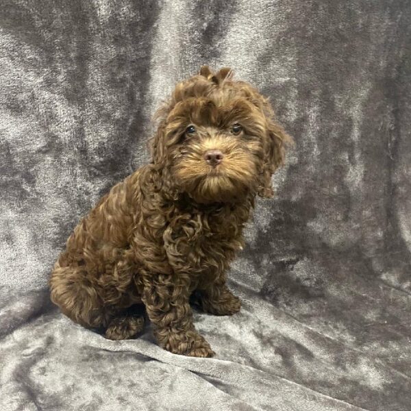Cockapoo-DOG-Male-Chocolate-1168-Petland Woodlands, TX