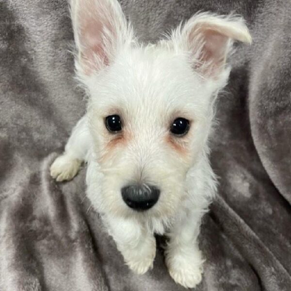 West Highland White Terrier-DOG-Male-wh-1256-Petland Woodlands, TX