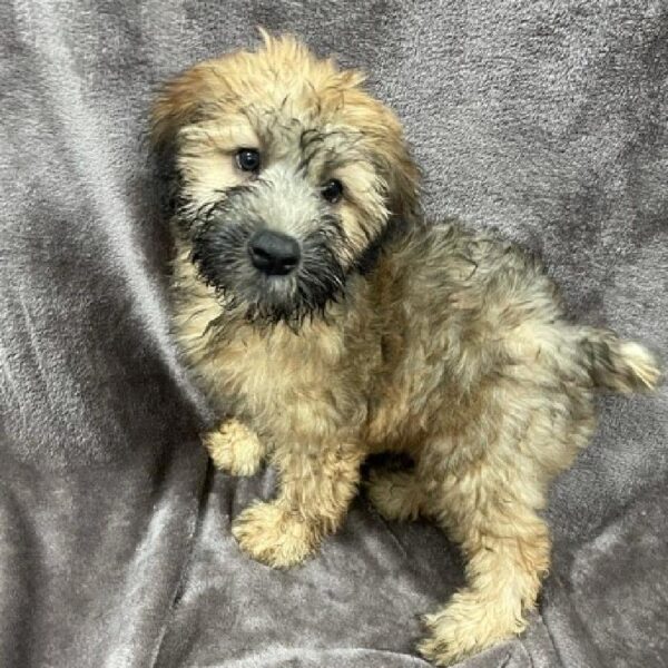 Soft Coated Wheaten Terrier-DOG-Female-whtn-1255-Petland Woodlands, TX