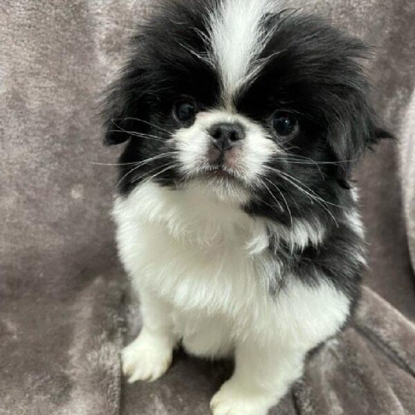 Japanese Chin-DOG-Male-blk and wht-1261-Petland Woodlands, TX