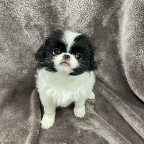Japanese Chin-DOG-Female-blk and white-1259-Petland Woodlands, TX