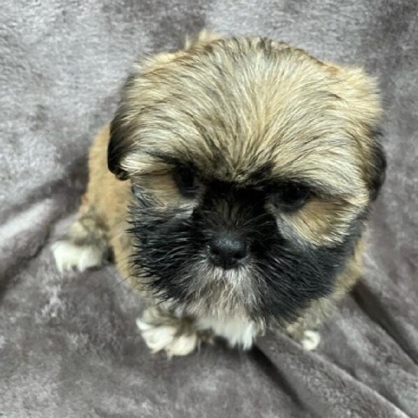 Lhasa Apso-DOG-Male-golden w/ white-1258-Petland Woodlands, TX