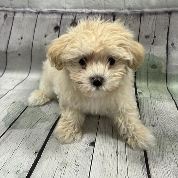 Maltipoo-DOG-Male-White-143-Petland Woodlands, TX