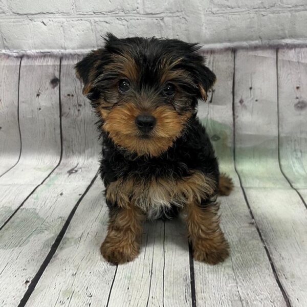 Yorkie-DOG-Male-Black & Tan-144-Petland Woodlands, TX