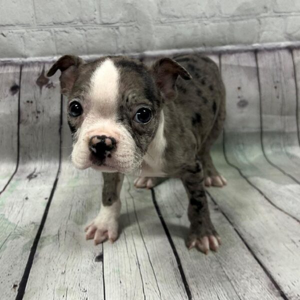Boston Terrier-DOG-Male-Blue Merle-145-Petland Woodlands, TX