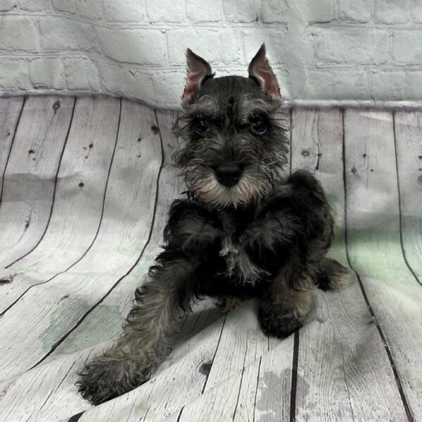 Mini Schnauzer-DOG-Male-Salt & Pepper-146-Petland Woodlands, TX