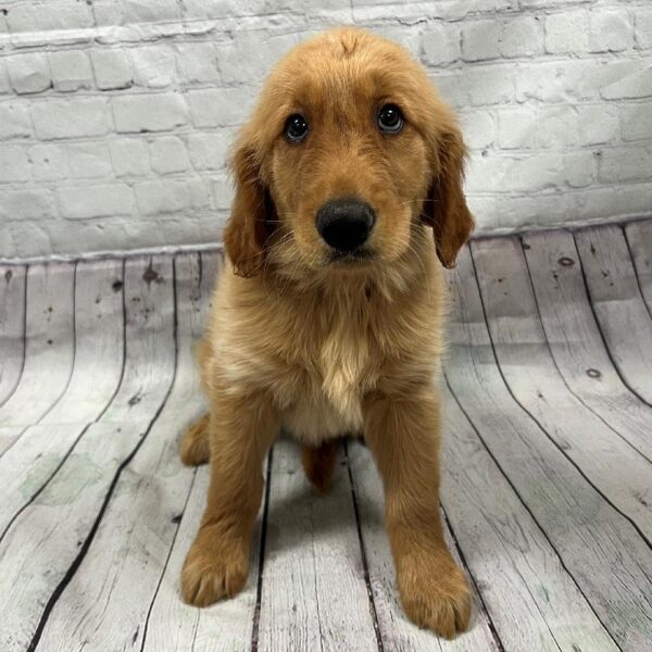 Golden Retriever-DOG-Male-Golden-148-Petland Woodlands, TX