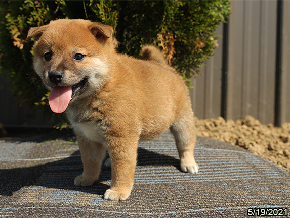 Shiba Inu-DOG-Male-Red-1274-Petland Woodlands, TX