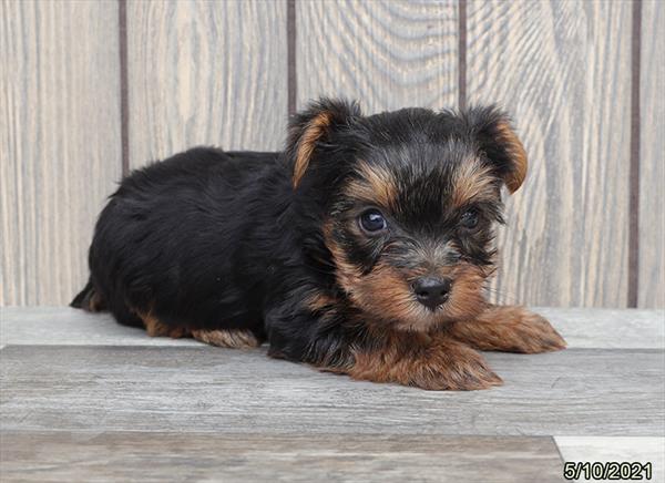 Yorkshire Terrier-DOG-Male-Black / Tan-1275-Petland Woodlands, TX