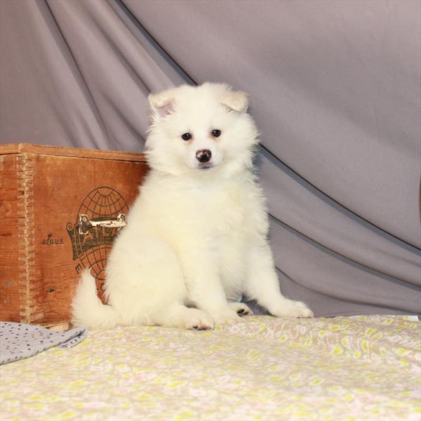 American Eskimo Dog-DOG-Male-White-1278-Petland Woodlands, TX