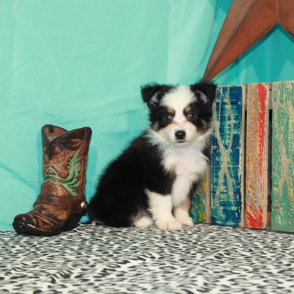 Australian Shepherd-DOG-Male-Black / Tan-1279-Petland Woodlands, TX