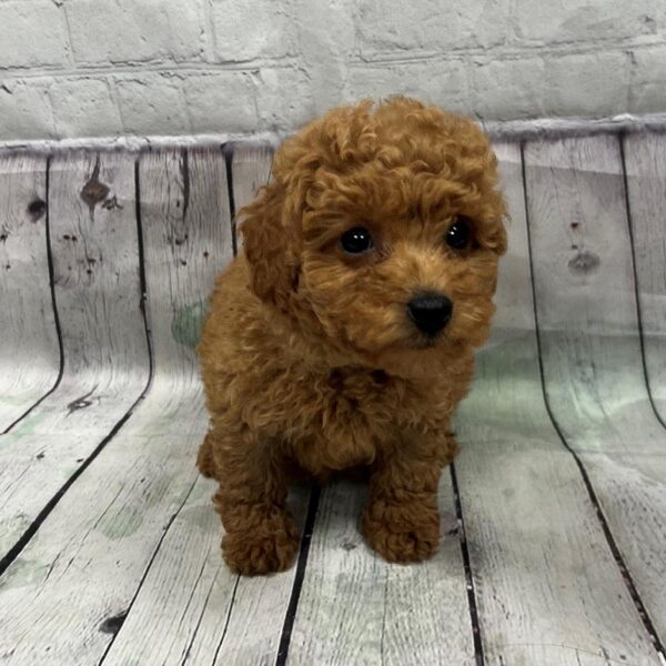 Mini Poodle-DOG-Female-Red-150-Petland Woodlands, TX