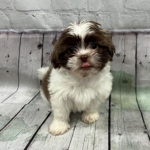 Shih Tzu-DOG-Male-Chocolate & White-151-Petland Woodlands, TX