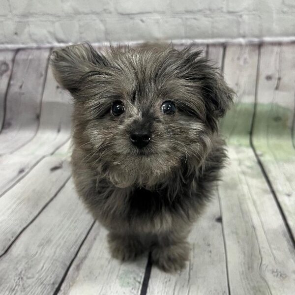 Pom-A-Poo-DOG-Male-Blue Merle-156-Petland Woodlands, TX