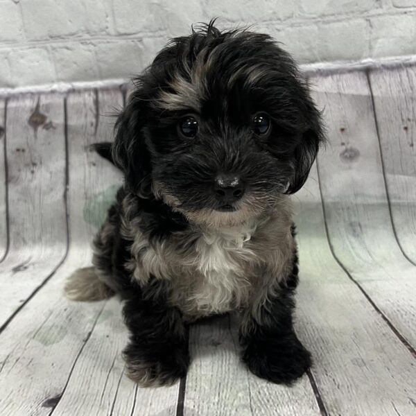 Havapoo DOG Male Black w/Black Markings 147 Petland Woodlands, TX