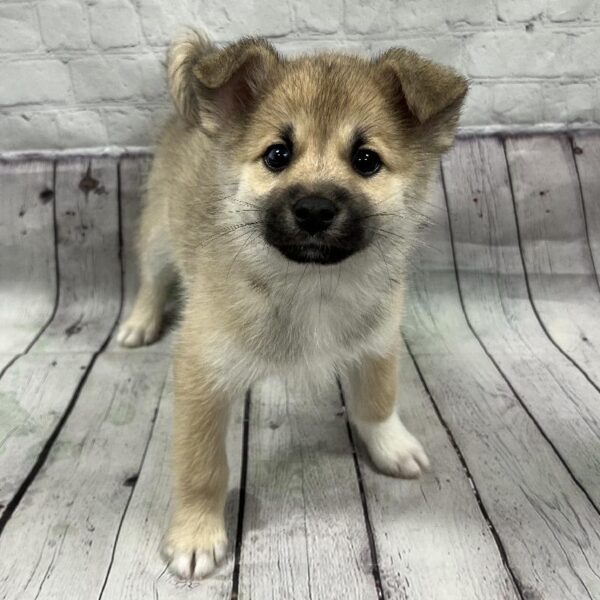 Pomsky 2nd Gen-DOG-Male-Sable-149-Petland Woodlands, TX