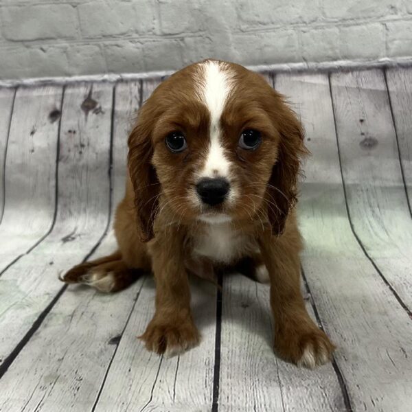 Cavalier King Charles Spaniel-DOG-Male-Ruby-155-Petland Woodlands, TX
