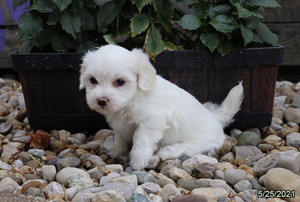 Coton De Tulear-DOG-Male-White-1307-Petland Woodlands, TX
