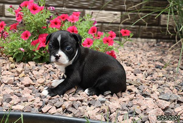 Boston Terrier-DOG-Female-Brindle-1308-Petland Woodlands, TX