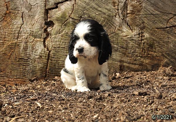 Cocker Spaniel-DOG-Female-Black / White-1309-Petland Woodlands, TX