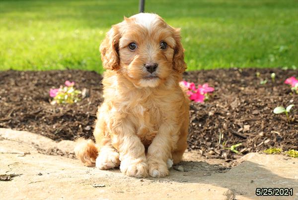 Cavapoo-DOG-Male-Ruby-1310-Petland Woodlands, TX