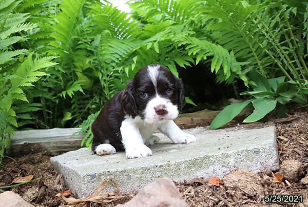 Cocker Spaniel-DOG-Male-Chocolate / White-1311-Petland Woodlands, TX