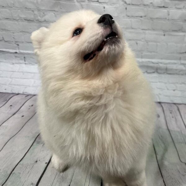 Samoyed-DOG-Female-White-153-Petland Woodlands, TX
