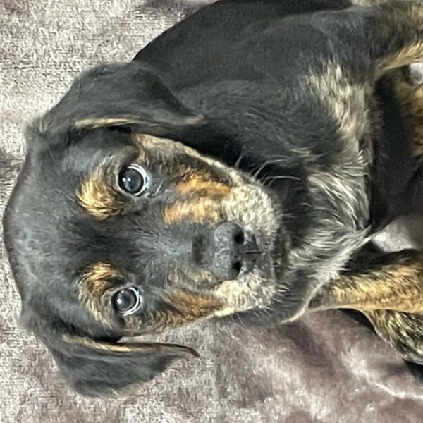 Golden Retriever/Rottweiler-DOG-Female-Blk/Rust-1334-Petland Woodlands, TX