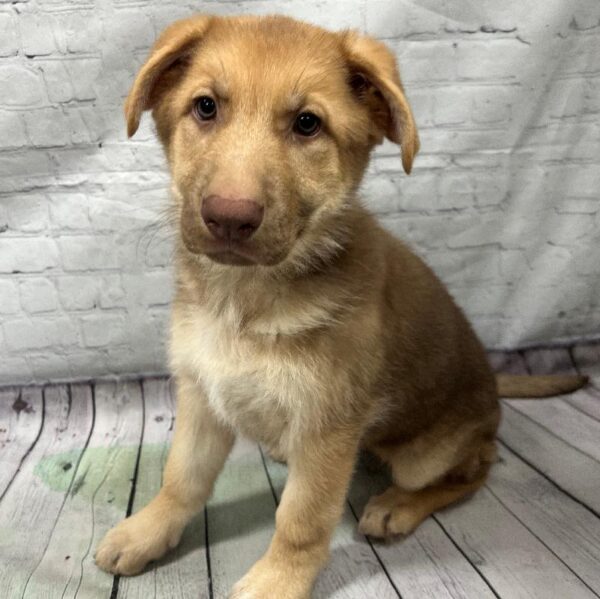 German Shepherd-DOG-Female-Lavender-157-Petland Woodlands, TX