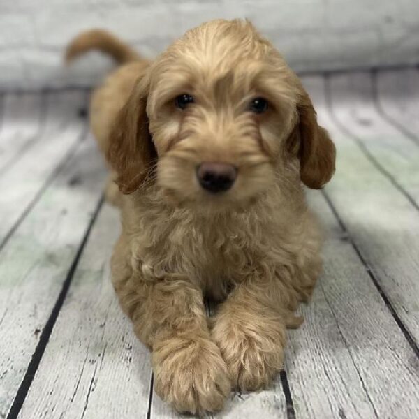Mini Goldendoodle-DOG-Male-Cream-161-Petland Woodlands, TX
