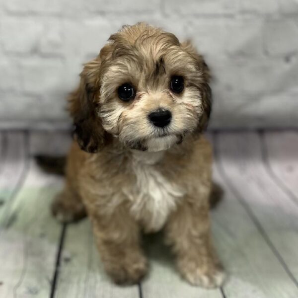 Cavachon-DOG-Female-Sable-166-Petland Woodlands, TX