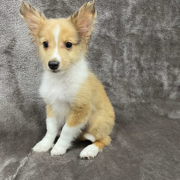 Shetland Sheepdog-DOG-Male-Merle-1276-Petland Woodlands, TX