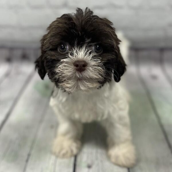Havanese-DOG-Female-Brown & White-159-Petland Woodlands, TX